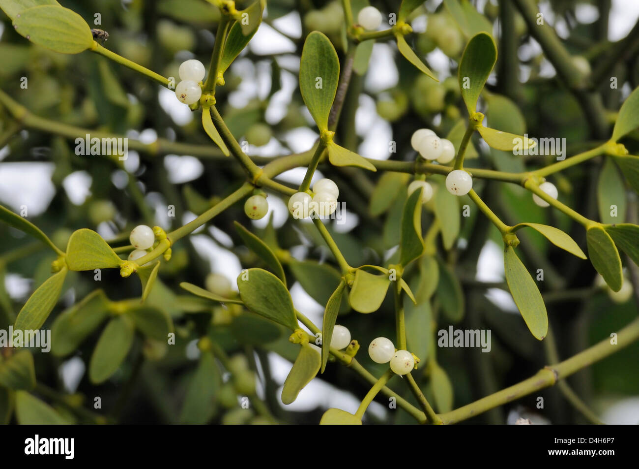 Beeren der Mistel (Viscum Album) auf weibliche Pflanze wächst in einem Apfelbaum, Somerset Levels, England, UK Stockfoto