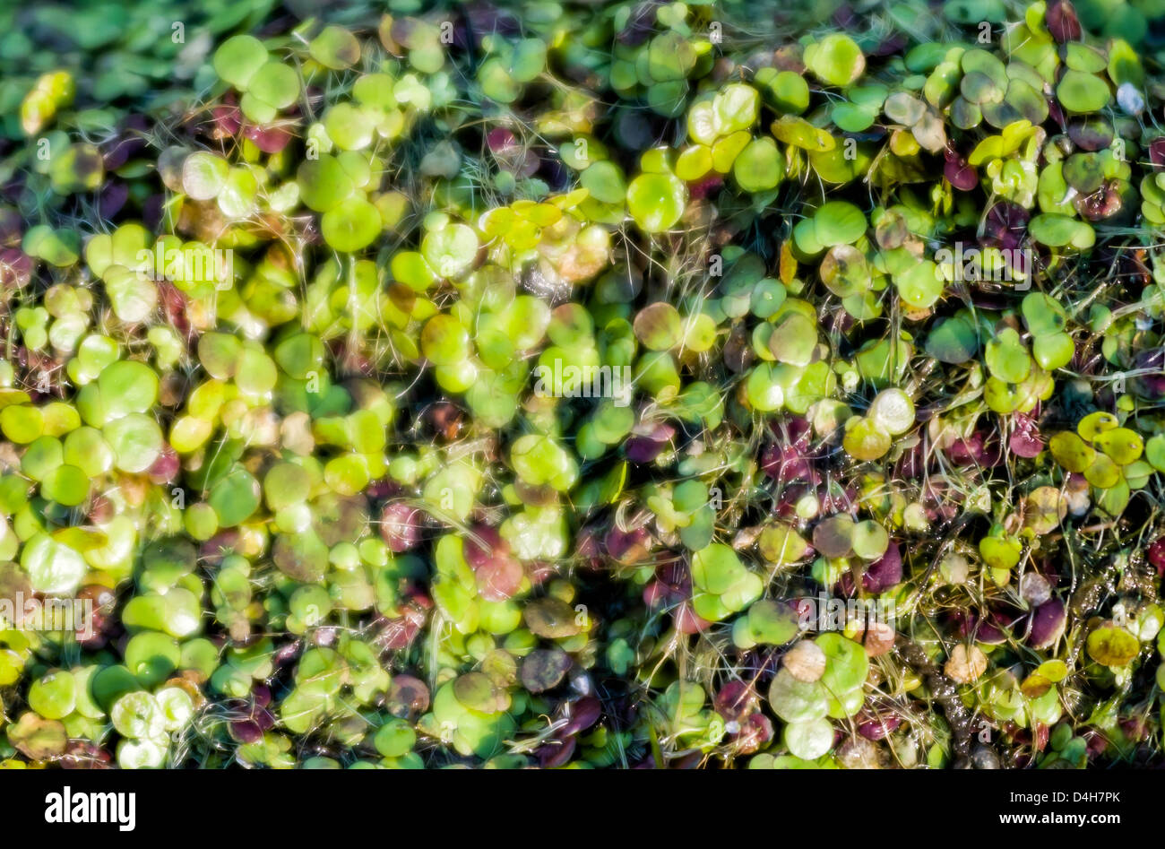 Eine natürliche Textur Lilie Keime in den Fluss Stockfoto