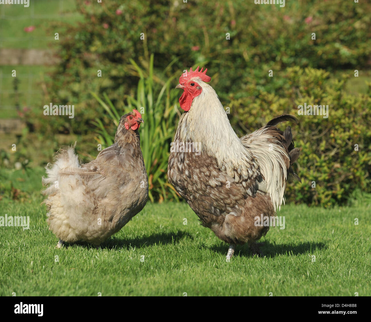 Silber orpington große Geflügel Hühner Stockfoto
