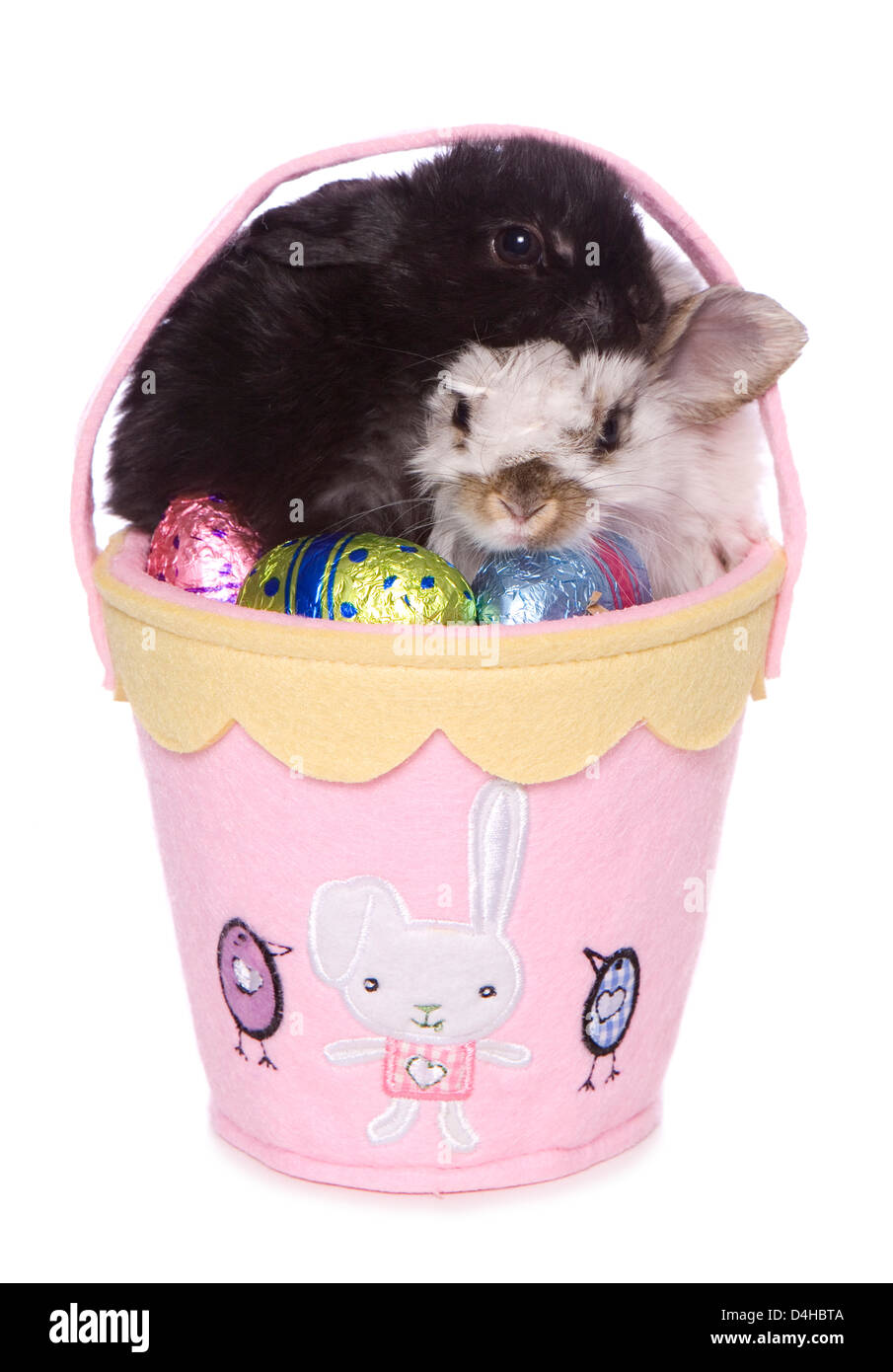 Ostern Hase Kaninchen in einer Korb-Studio-Ausschnitt Stockfoto