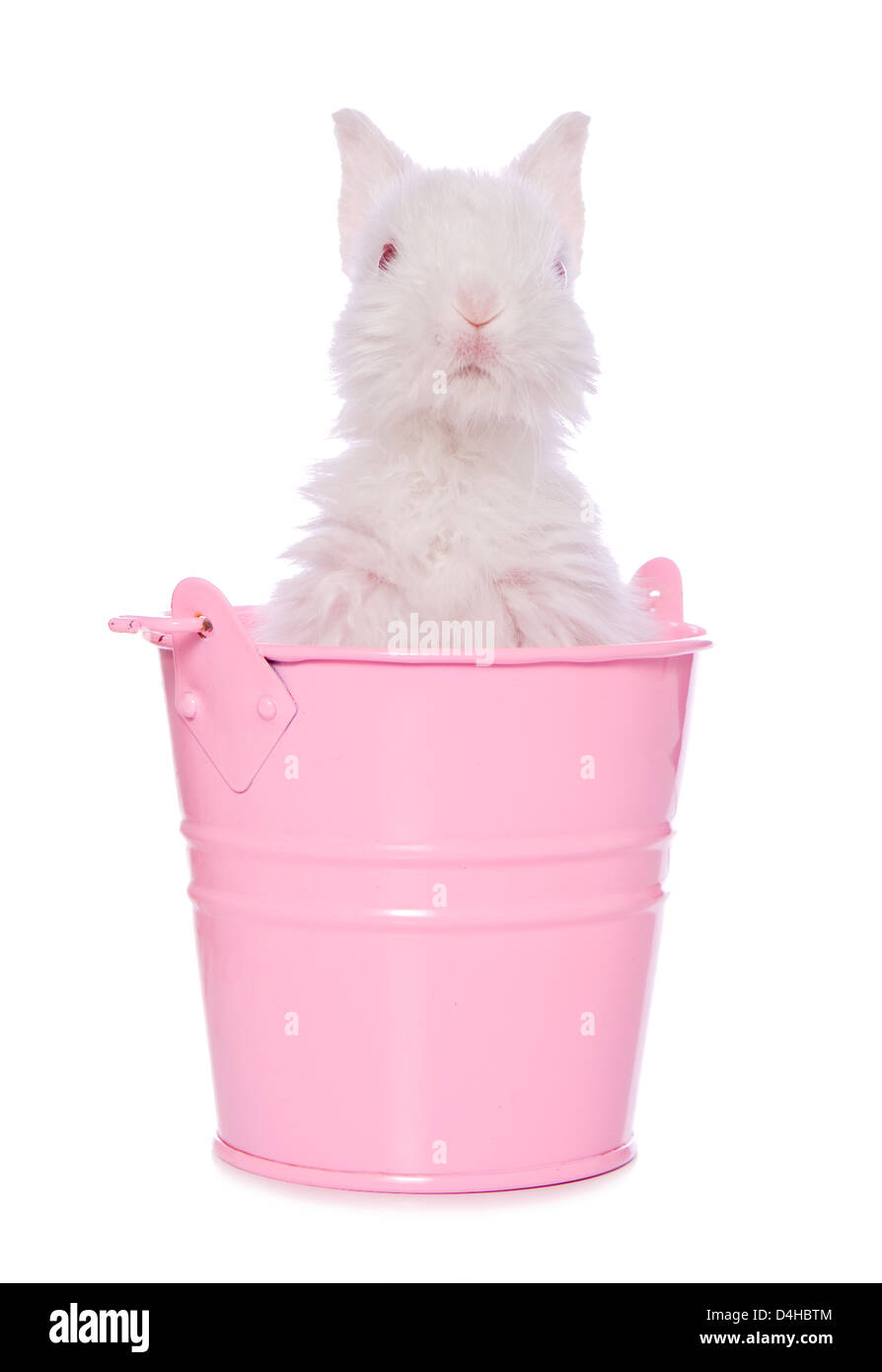 Weißes Kaninchen in einen rosa Eimer Studio Ausschnitt Stockfoto