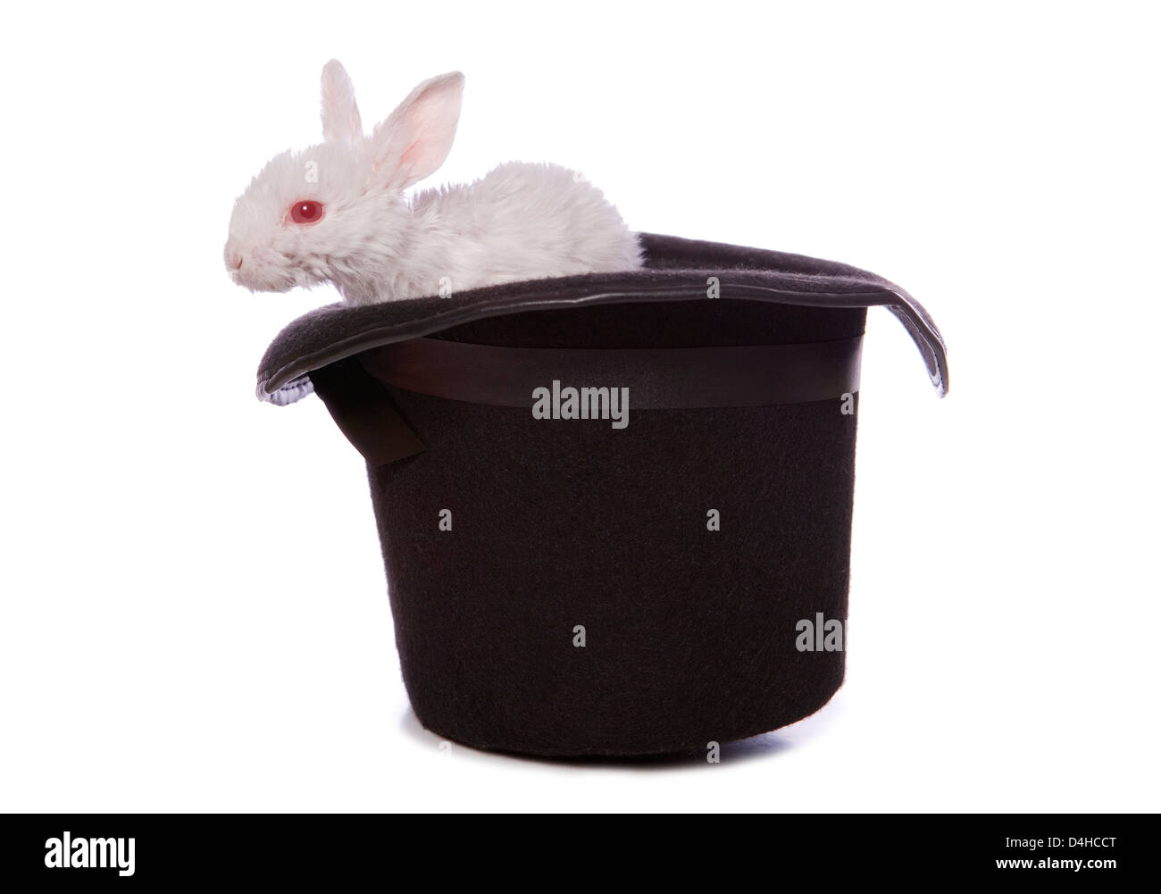 ziehen ein Kaninchen aus einem Hut Zaubertrick Studio Ausschnitt Stockfoto