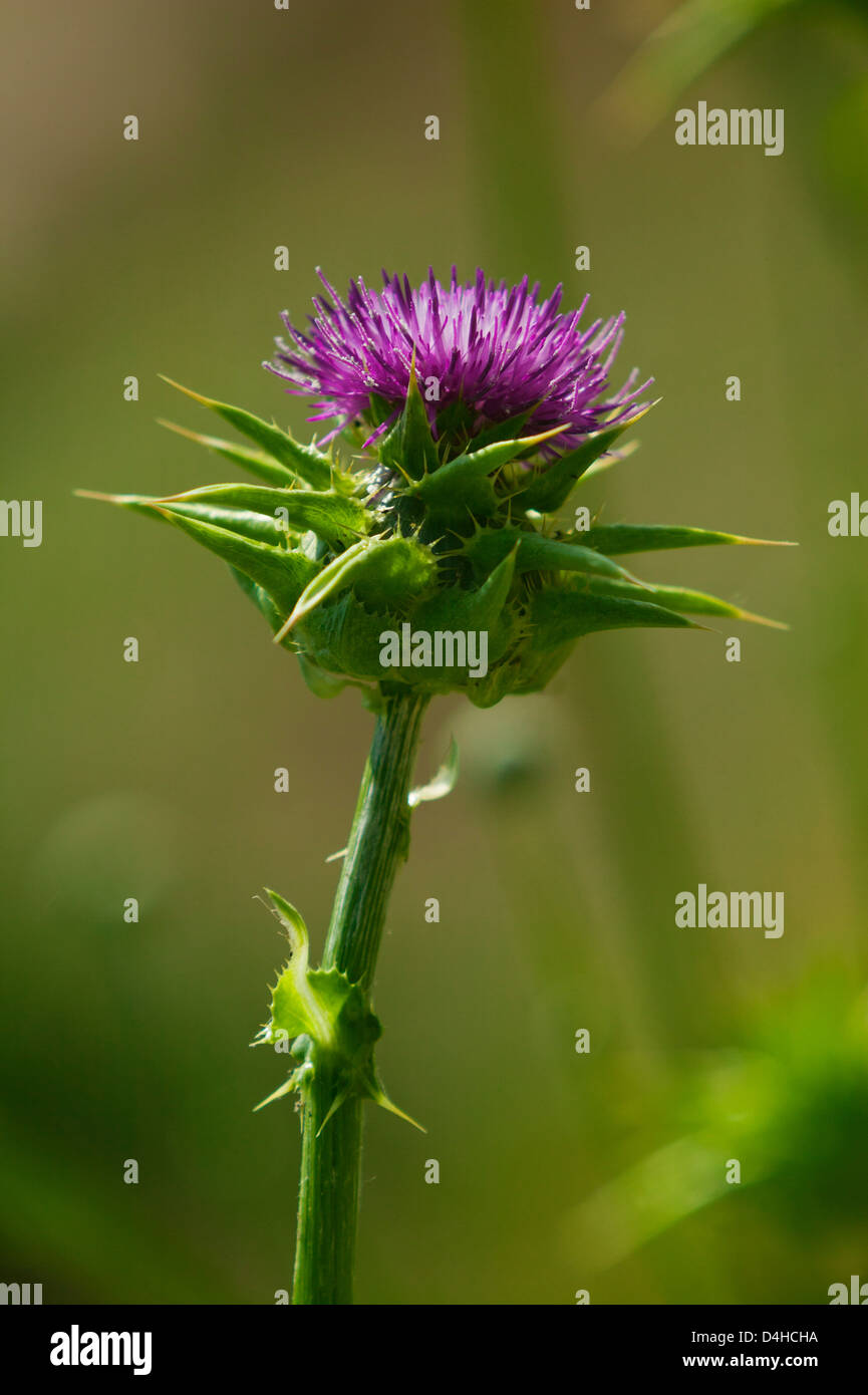 Silybum marianum Stockfoto