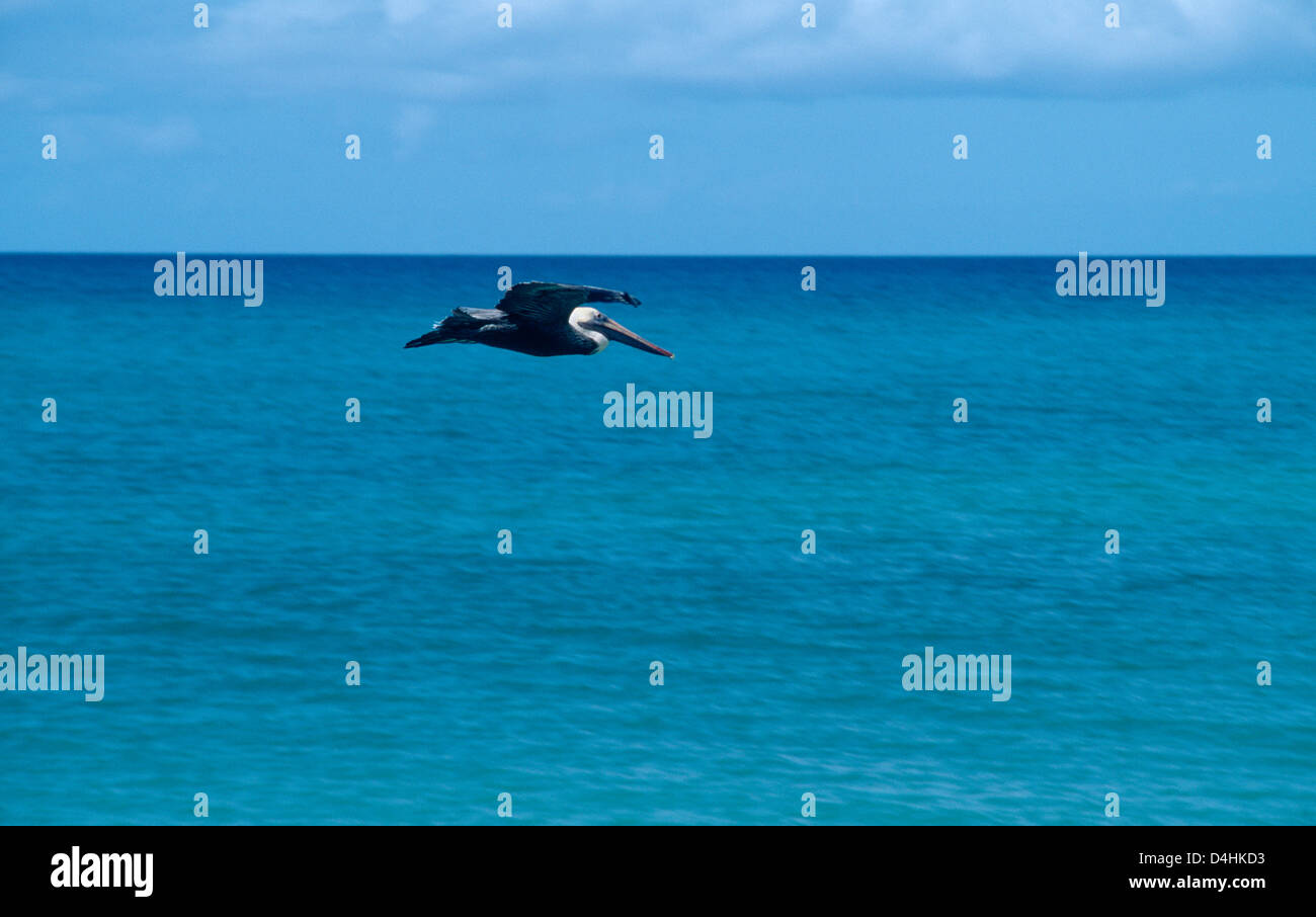 Nevis St. Kitts Pinneys Strand Pelican In Flight Over Sea Stockfoto
