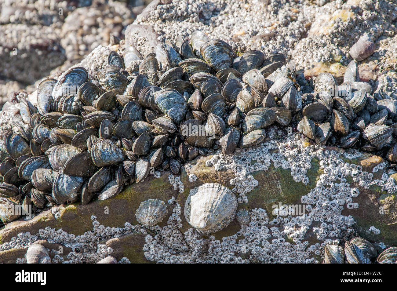 Napfschnecken auf Felsen in der Gezeitenzone, Seepocken und Muscheln Stockfoto