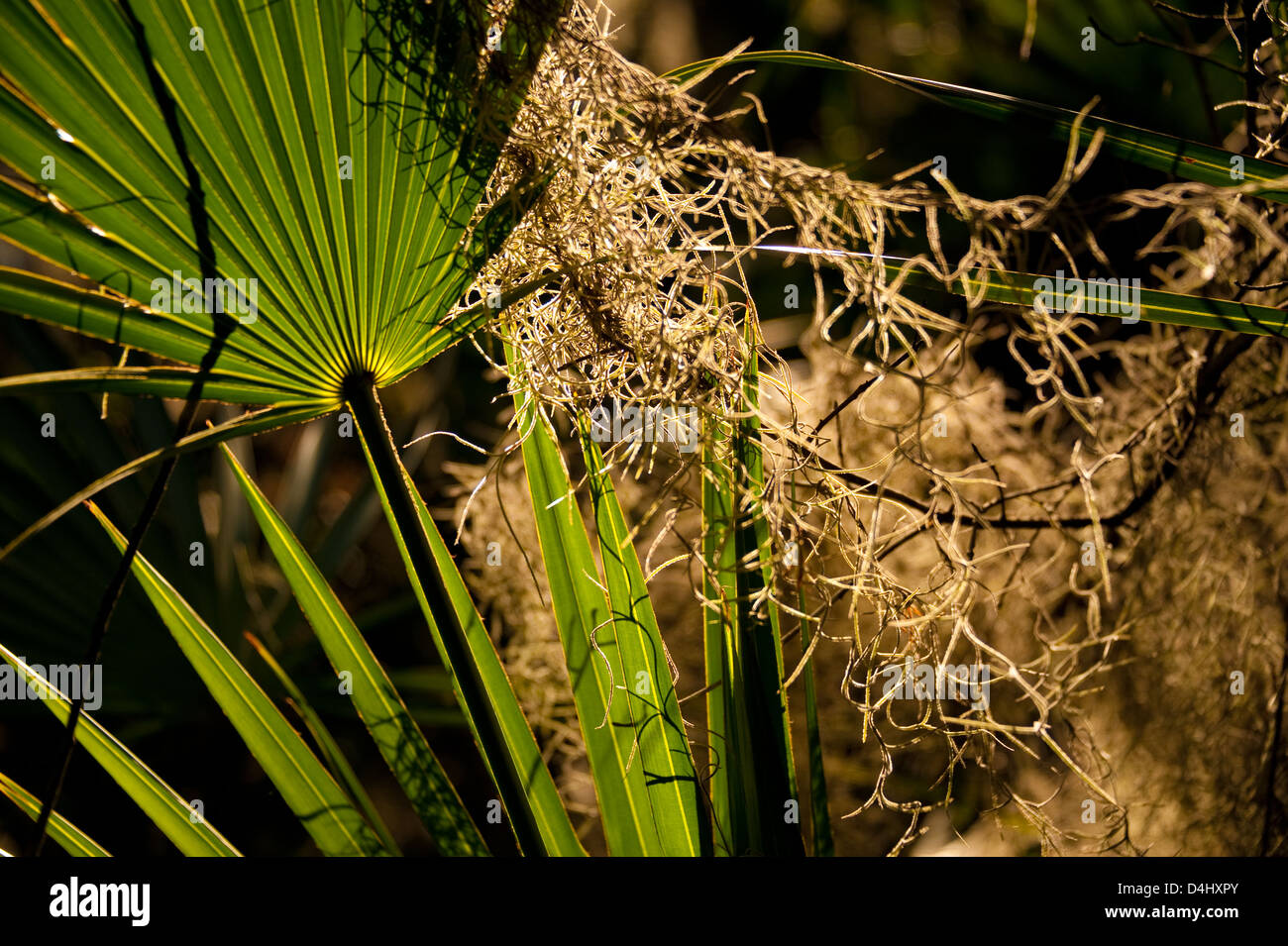 Spanish Moss und Palmetto Wedel beleuchtet durch die späte Nachmittagssonne in Jacksonville, Florida, USA in der Nähe des St. Johns River. Stockfoto