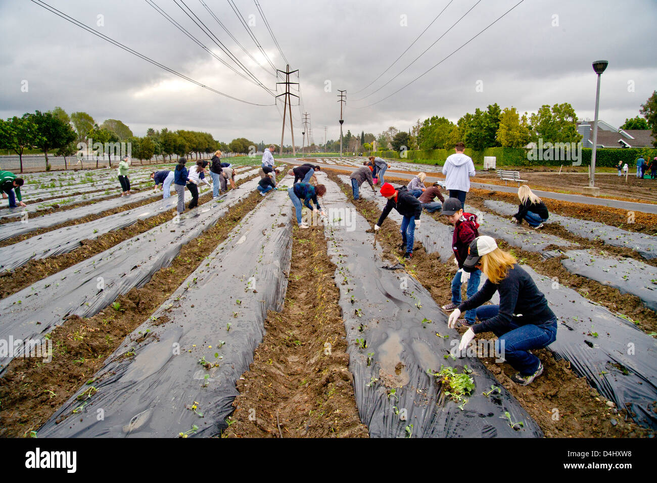 Gemeinnützige freiwillige Pflanzen Spinat in einem schlammigen Feld in Irvine, CA, angebaut werden, um die Obdachlosen zu ernähren. Stockfoto