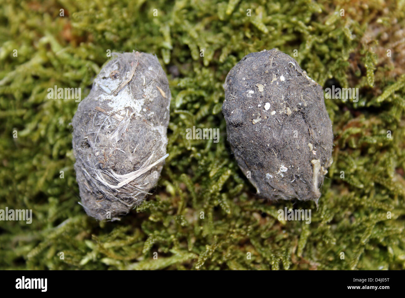 Waldkauz Strix Aluco Pellets Stockfoto