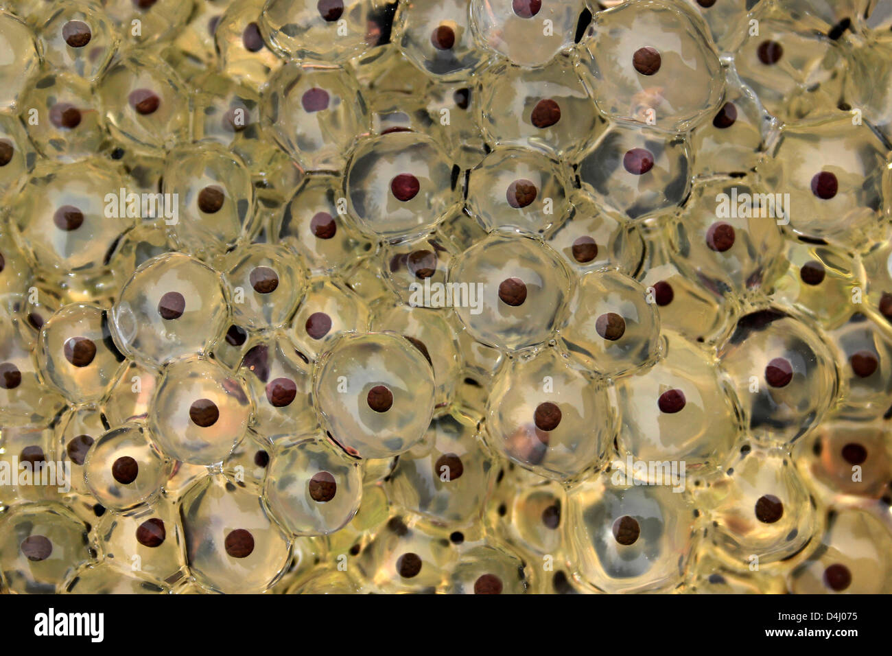 Gemeinsamen Frosch Rana Temporaria Laichen im Detail Stockfoto