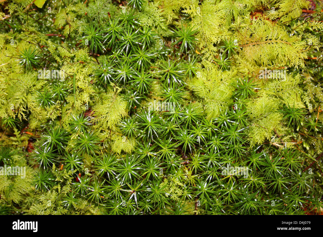 Sterne Moos Polytrichum Commune und gemeinsame Tamariske Moss Thuidium tamariscinum Stockfoto