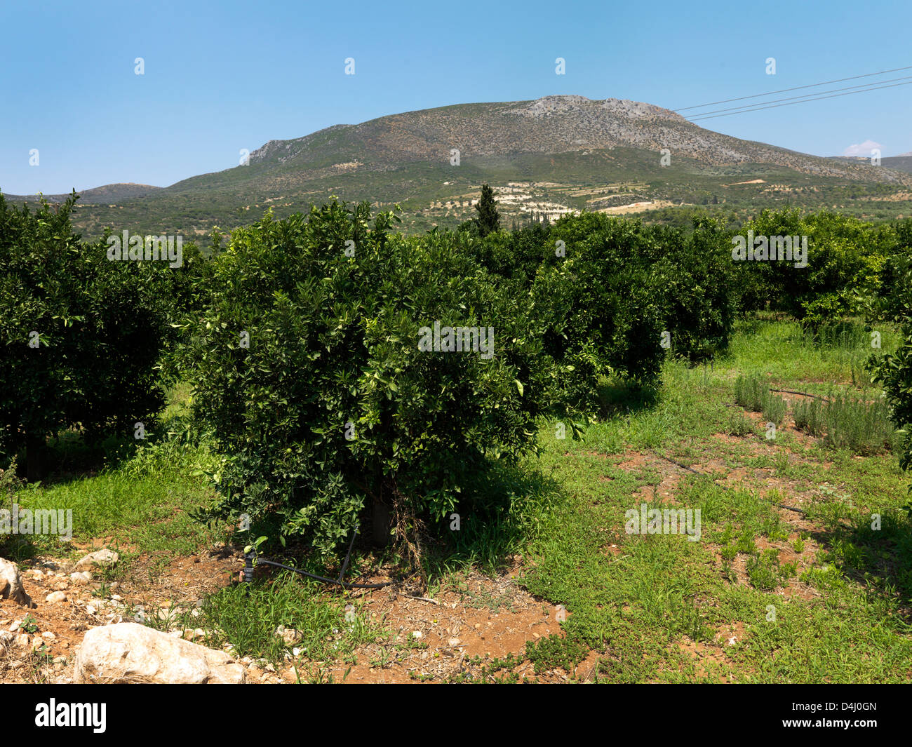 Mykene Peloponnes Griechenland Orange Grove Stockfoto