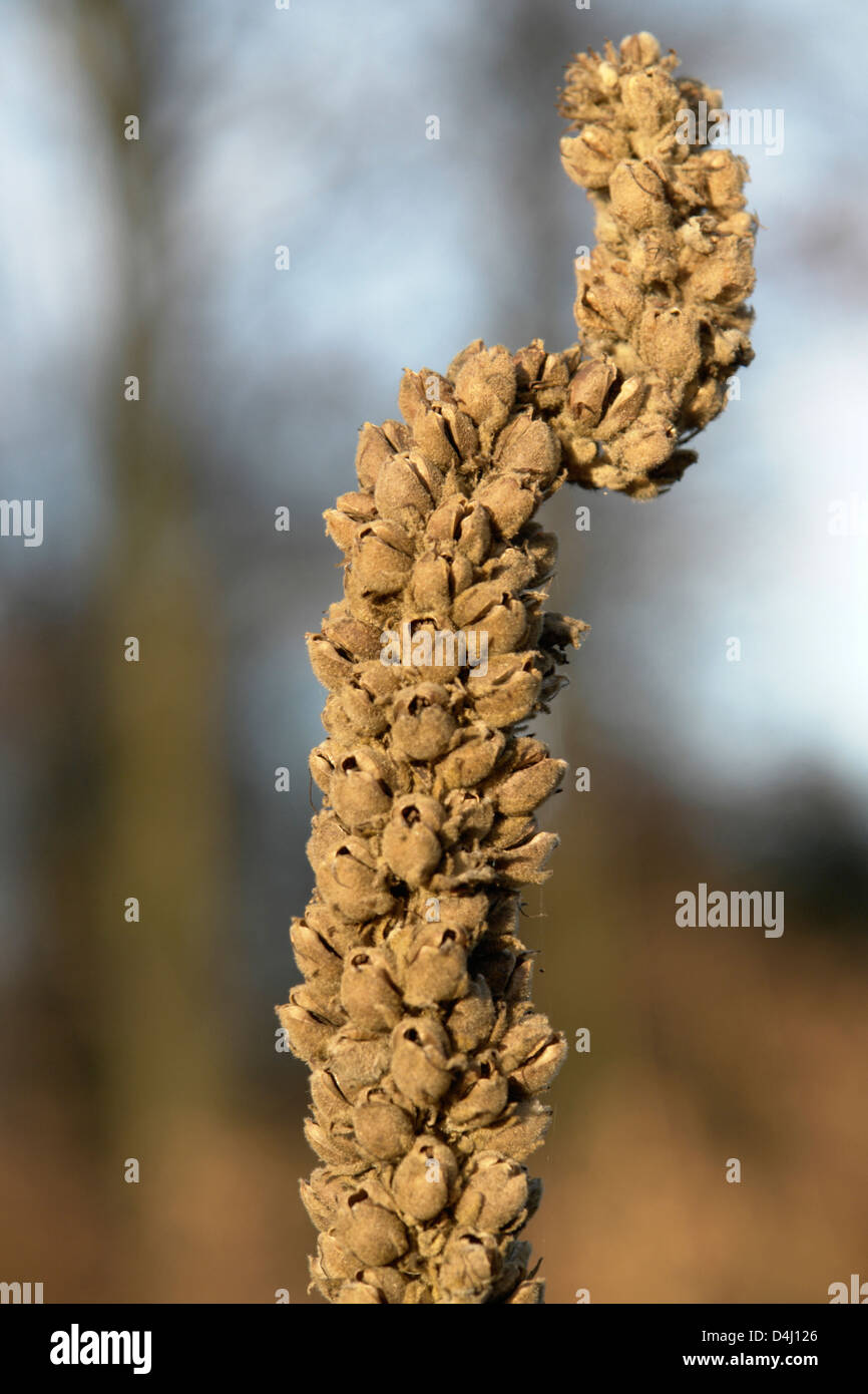 abstrakte natürlichen Hintergrund zeigt eine welke Blüte Nahaufnahme im Herbst Stockfoto