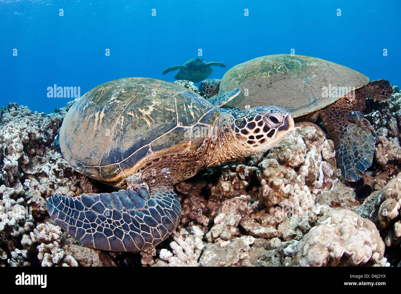 Grüne Meeresschildkröten, Chelonia Mydas, eine bedrohte Art. Hawaii. Stockfoto