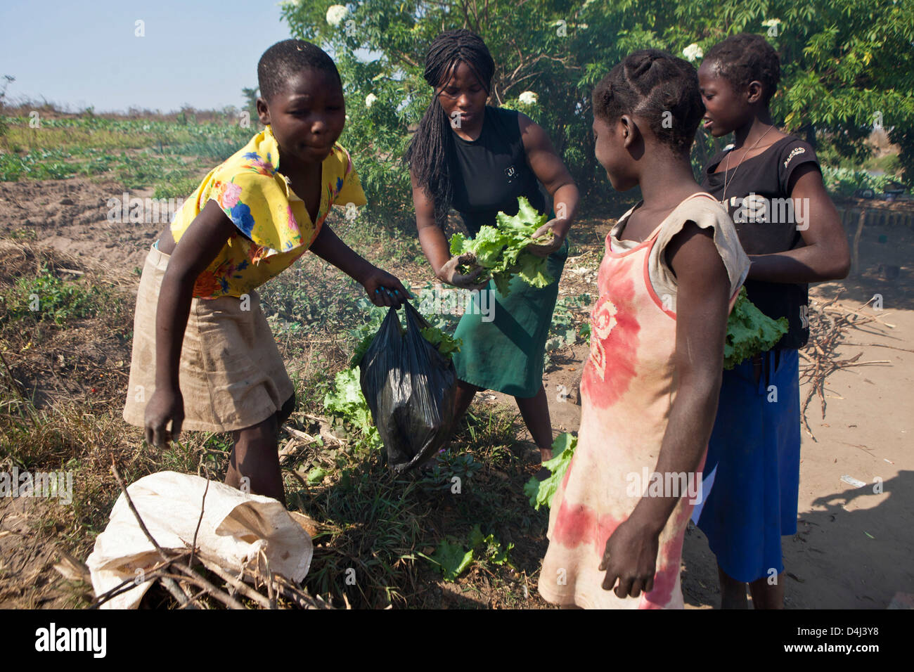 Junge afrikanische Mädchen Salat ernten, auf dem lokalen Markt zu nehmen, auf Kubatsirana Farm in Manica Bezirk, Mosambik zu verkaufen. Stockfoto