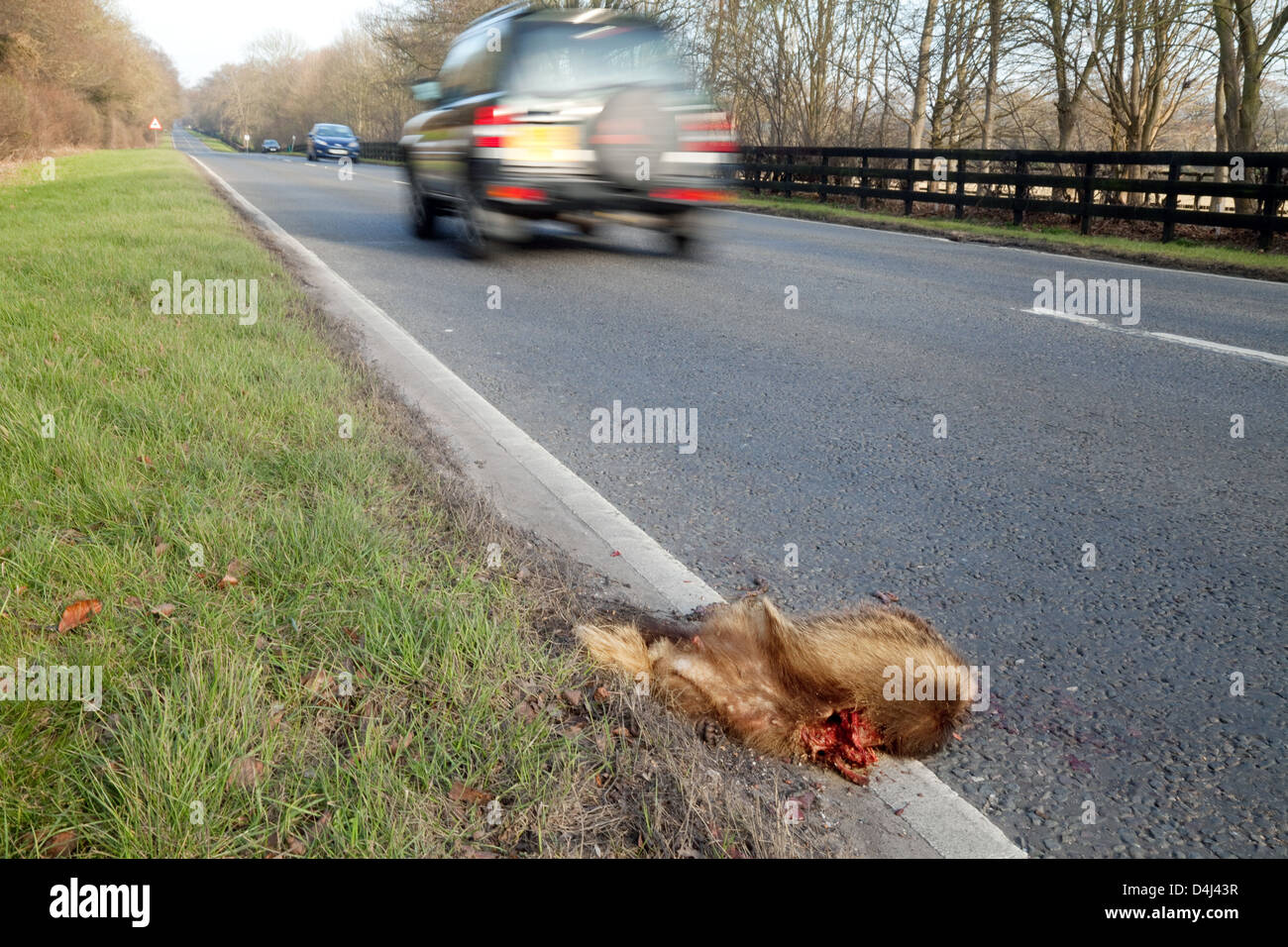 Ein toter Fuchs neben einer viel befahrenen Straße als Vorbild Roadkill im Vereinigten Königreich Stockfoto
