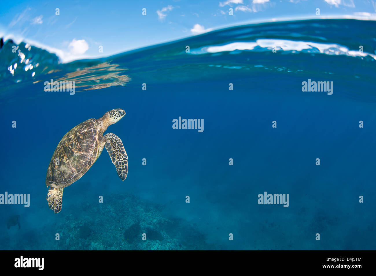 Eine grüne Meeresschildkröte, Chelonia Mydas, Köpfe an die Oberfläche für ein atmen, eine bedrohte Art. Hawaii. Stockfoto