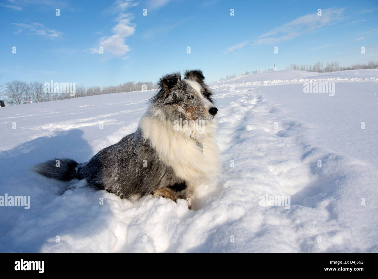 Sheltie im Tiefschnee. Stockfoto