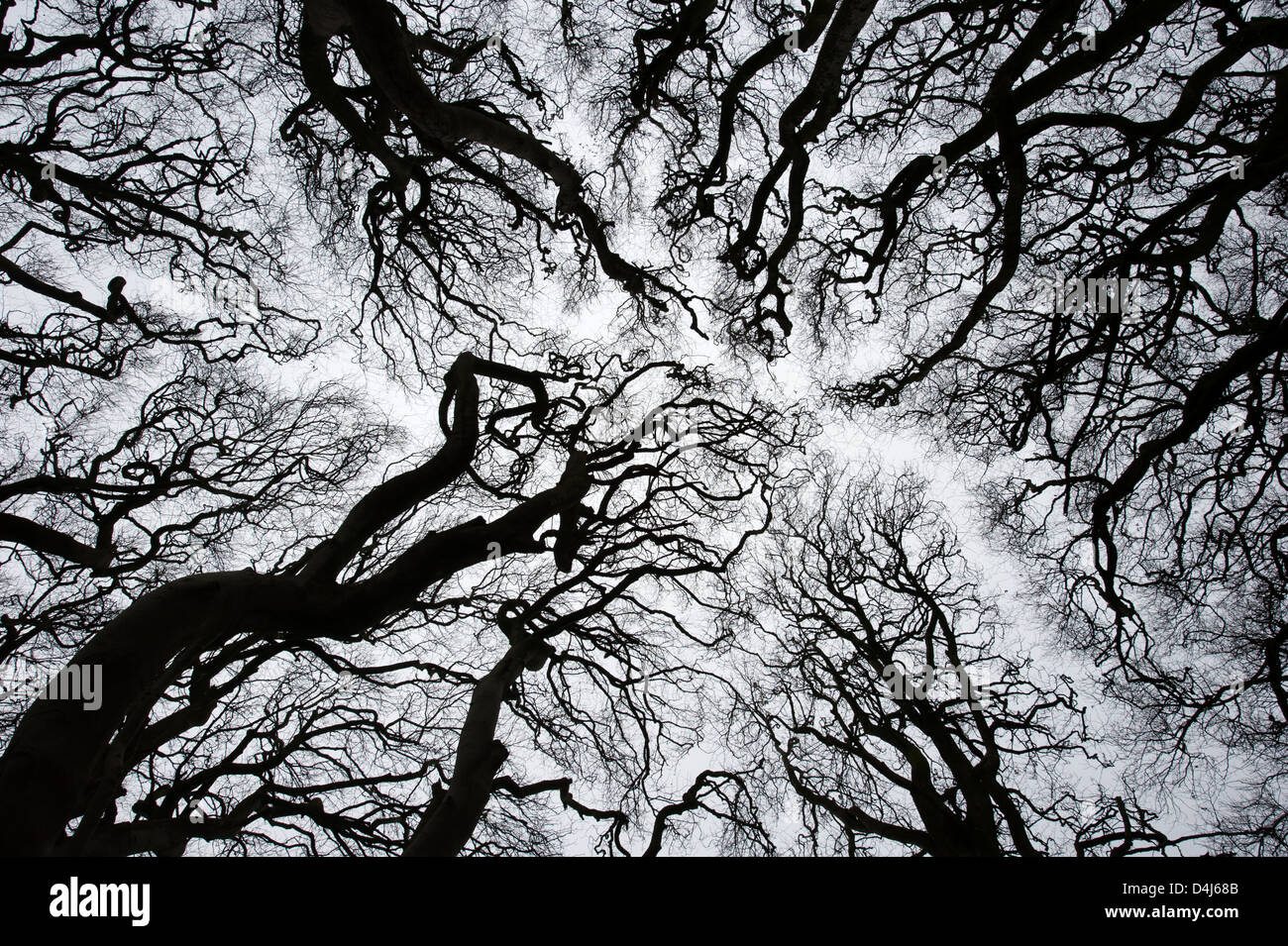 Abstrakte Bäume Stockfoto
