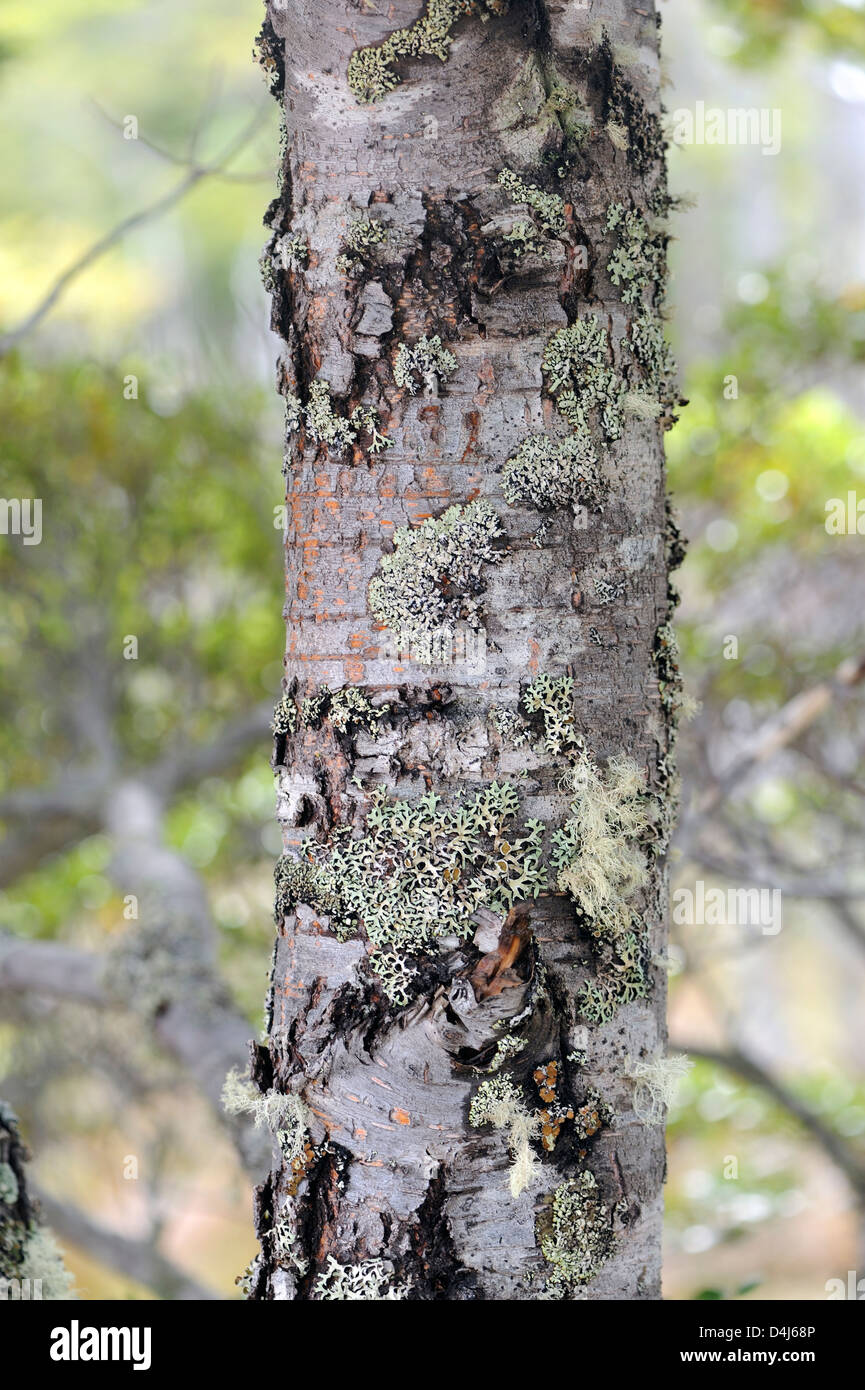 Flechten wachsen auf südliche Buche (Nothofagus-Arten) Zweige am Fuße des Gletschers Pia Stockfoto