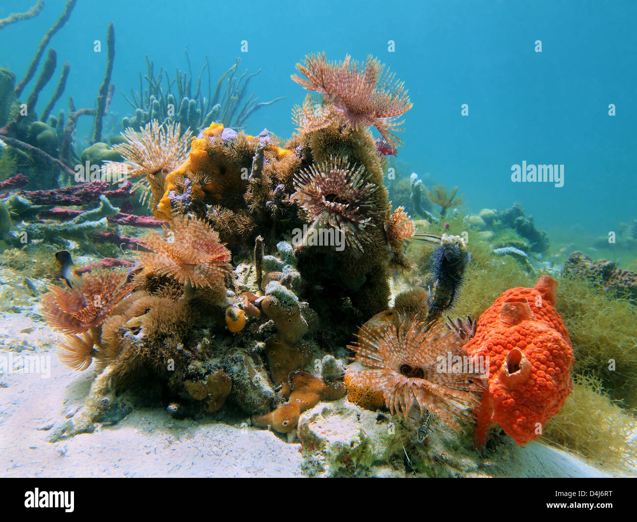 Bunte Unterwasserwelt mit Staubwedel Würmer und Schwämme in der Karibik Stockfoto