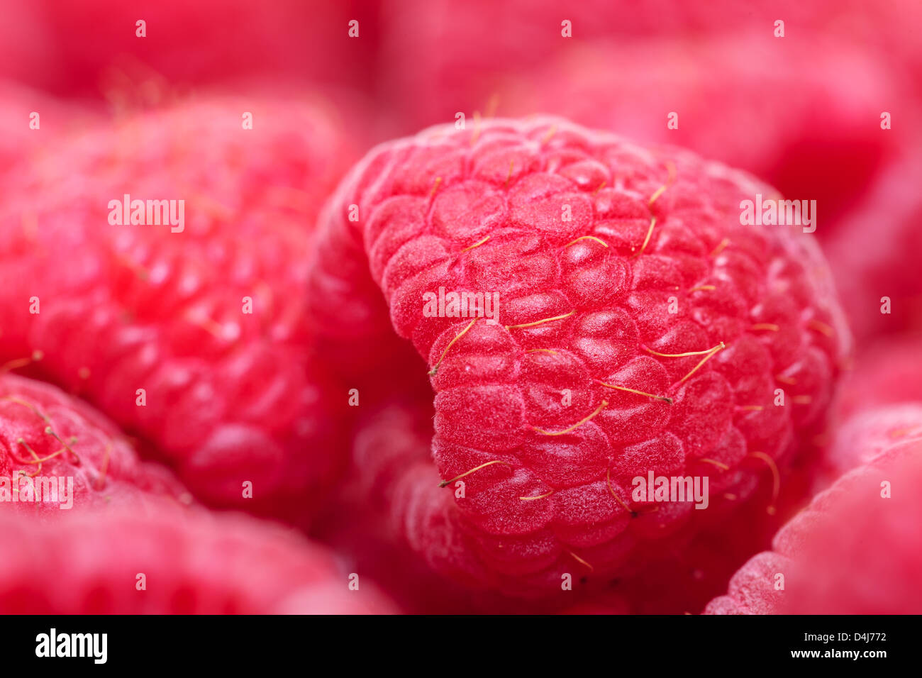 Reife Beeren Rote Himbeere, Closeup, Makro Stockfoto