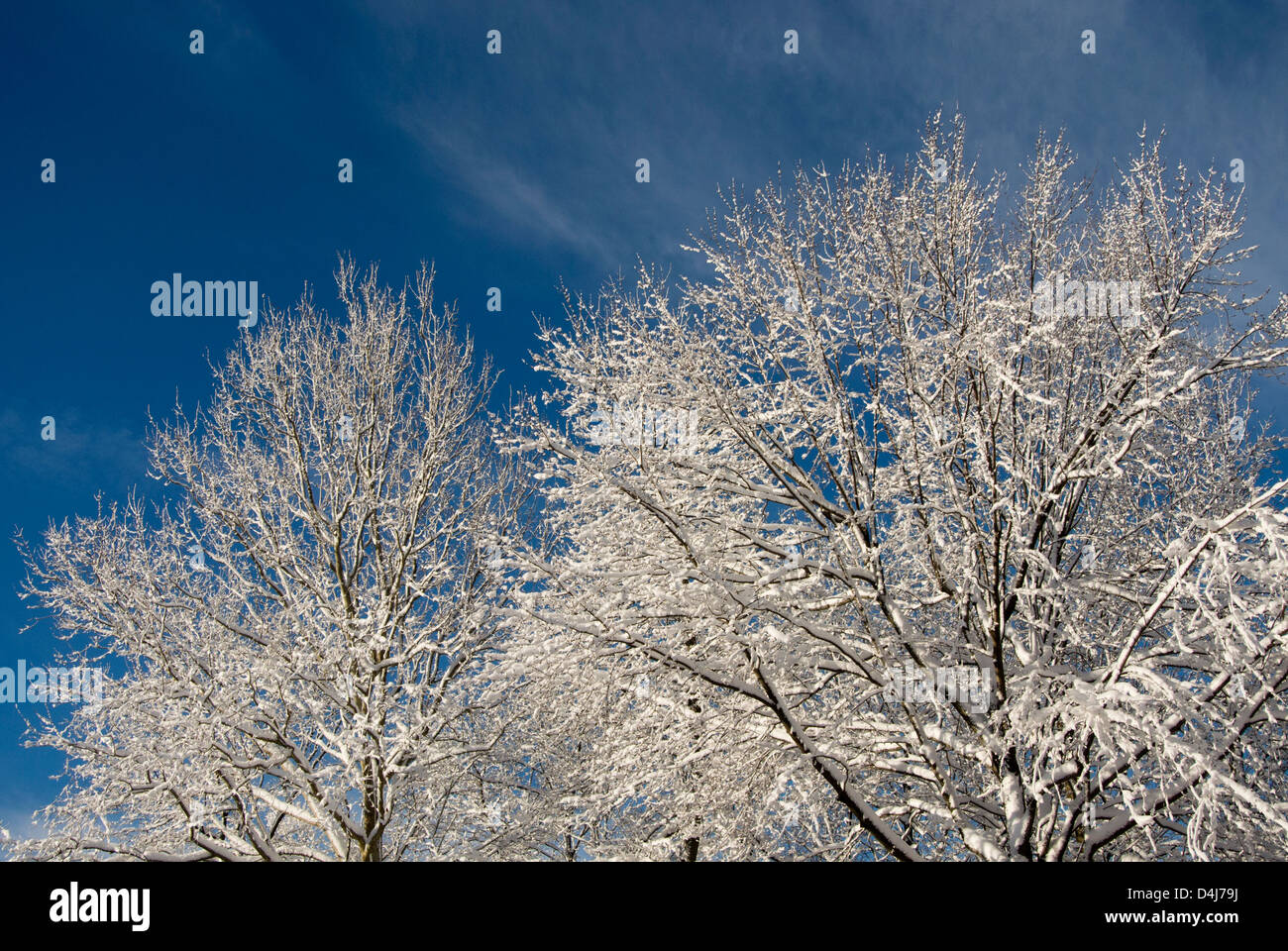 Winter-Wunderland, frischer Schnee auf den Bäumen. Stockfoto