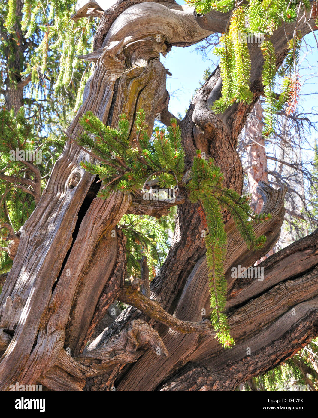 Knorrigen Stamm und die Zweige der Bristlecone Kiefer fand in einem Wäldchen unweit von Utah SR 14, östlich von Cedar City Stockfoto