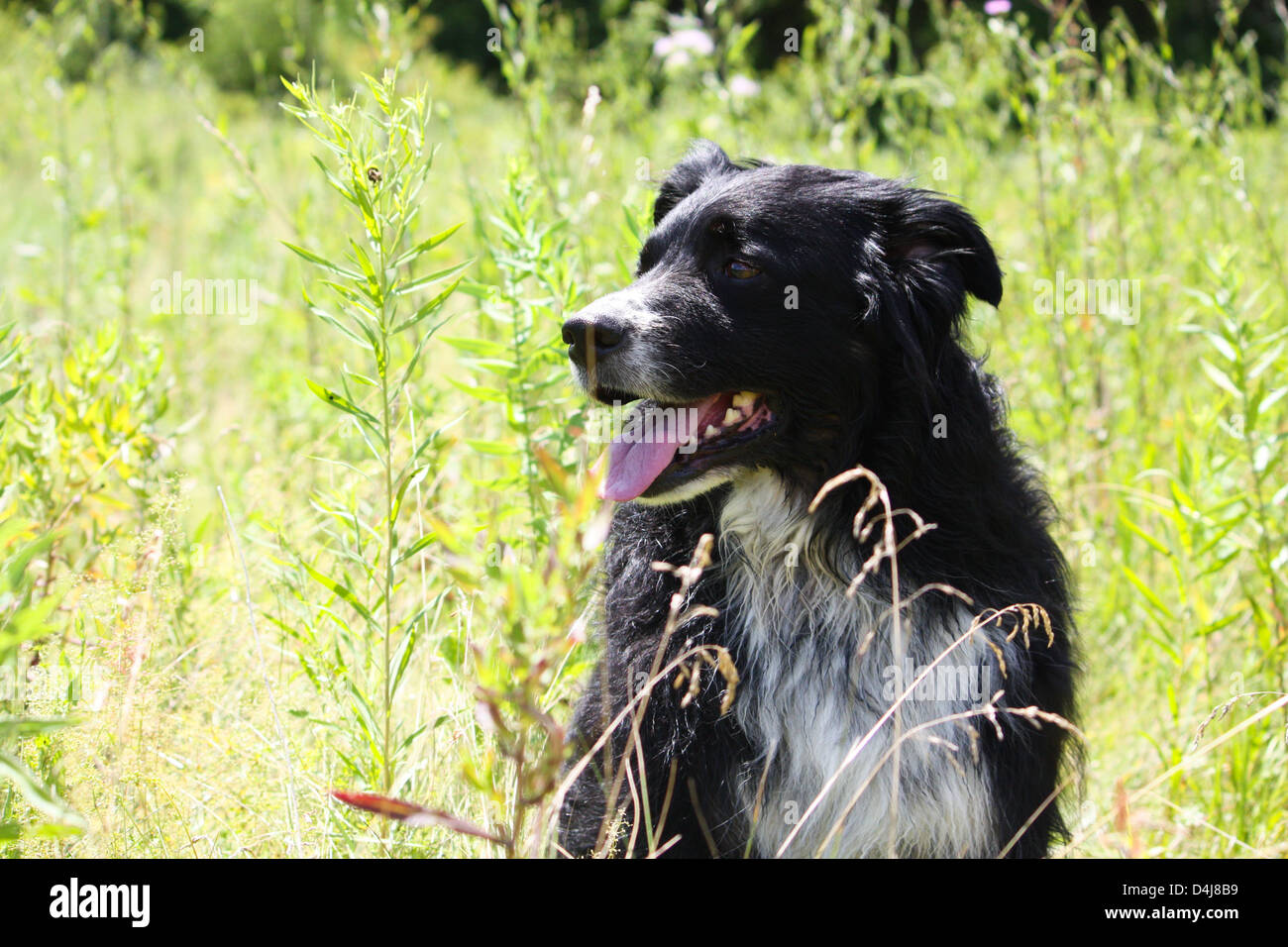 Eine glückliche dreifarbigen Australian Shepherd sitzt in der sonnigen grünen Sommerwiese Stockfoto