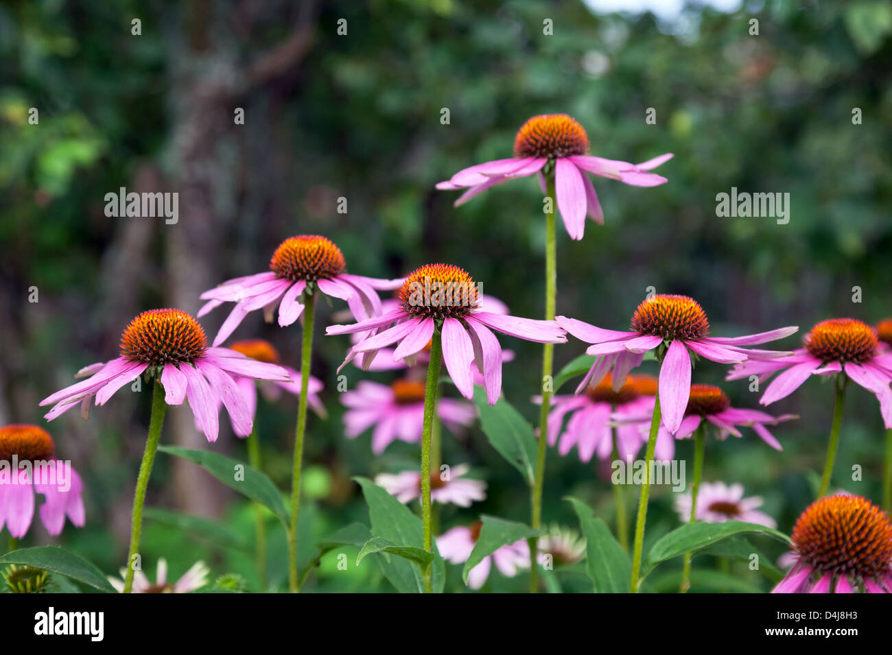 Rosa Echinacea-Blüten auf Grün Natur Hintergrund hautnah Stockfoto