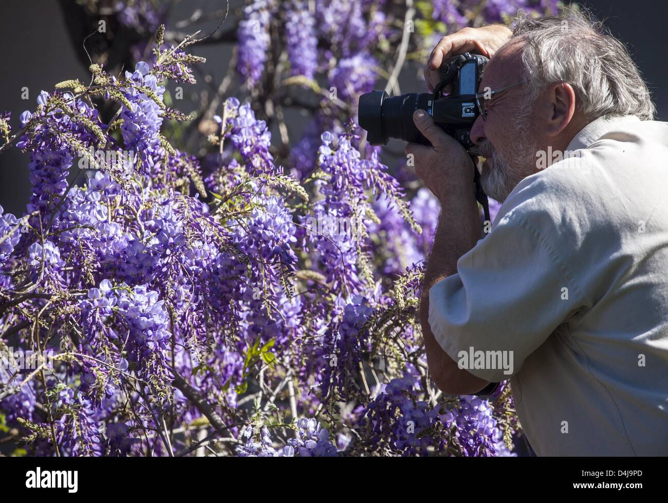 Los Angeles, Kalifornien, USA. 14. März 2013. Die Glyzinie Reben blühen bei einer Sierra Madre nach Hause am 14. März 2013 in der Nähe von Los Angeles, Kalifornien.  Die Wisteria-Rebe ist mehr als ein Hektar groß und wiegt 250 Tonnen. Es hat mehr als 1,5 Millionen Blüten jährlich mit 40 Blüten pro Quadratfuß. Die Zweige dieser Rebsorte Glyzinien erreichen einen 500 Fuß lang. Gartenbau-Experten haben geschätzt, dass die Zweige in 24 Stunden 24 Zoll wachsen können. Die Wisteria-Rebe ist eine chinesische Sorte. Es wurde im Jahre 1894 durch William und Alice Brugman gepflanzt...  Bildnachweis: ZUMA Press, Inc. / Alamy Live News Stockfoto