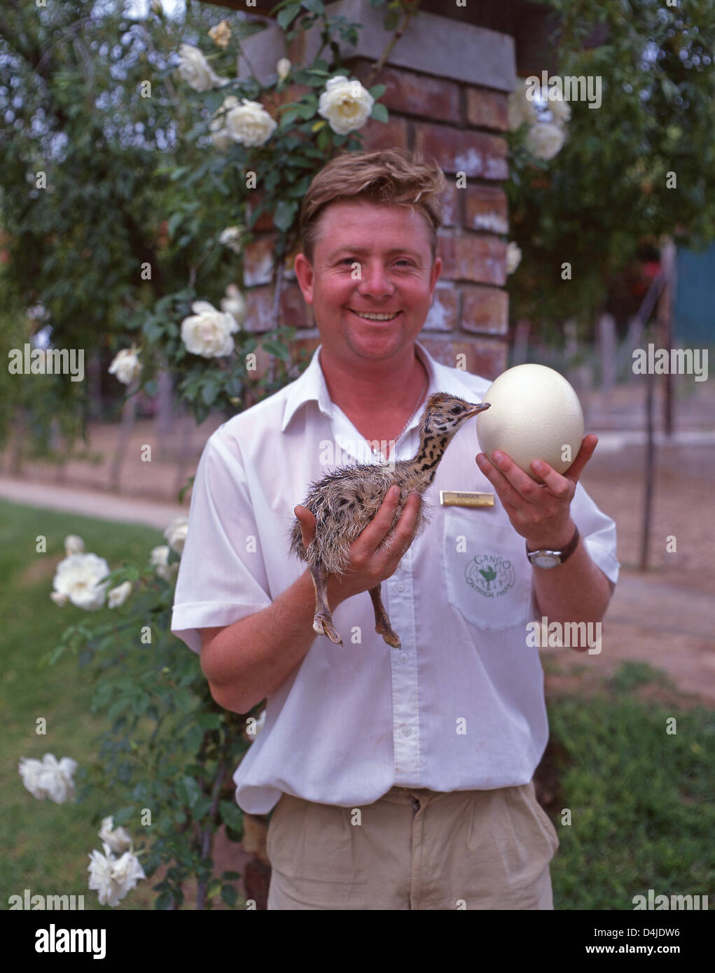 Ranger halten Strauß Küken und Ei im Cango Ostrich Show Farm, Oudtshoorn, Provinz Western Cape, Südafrika Stockfoto
