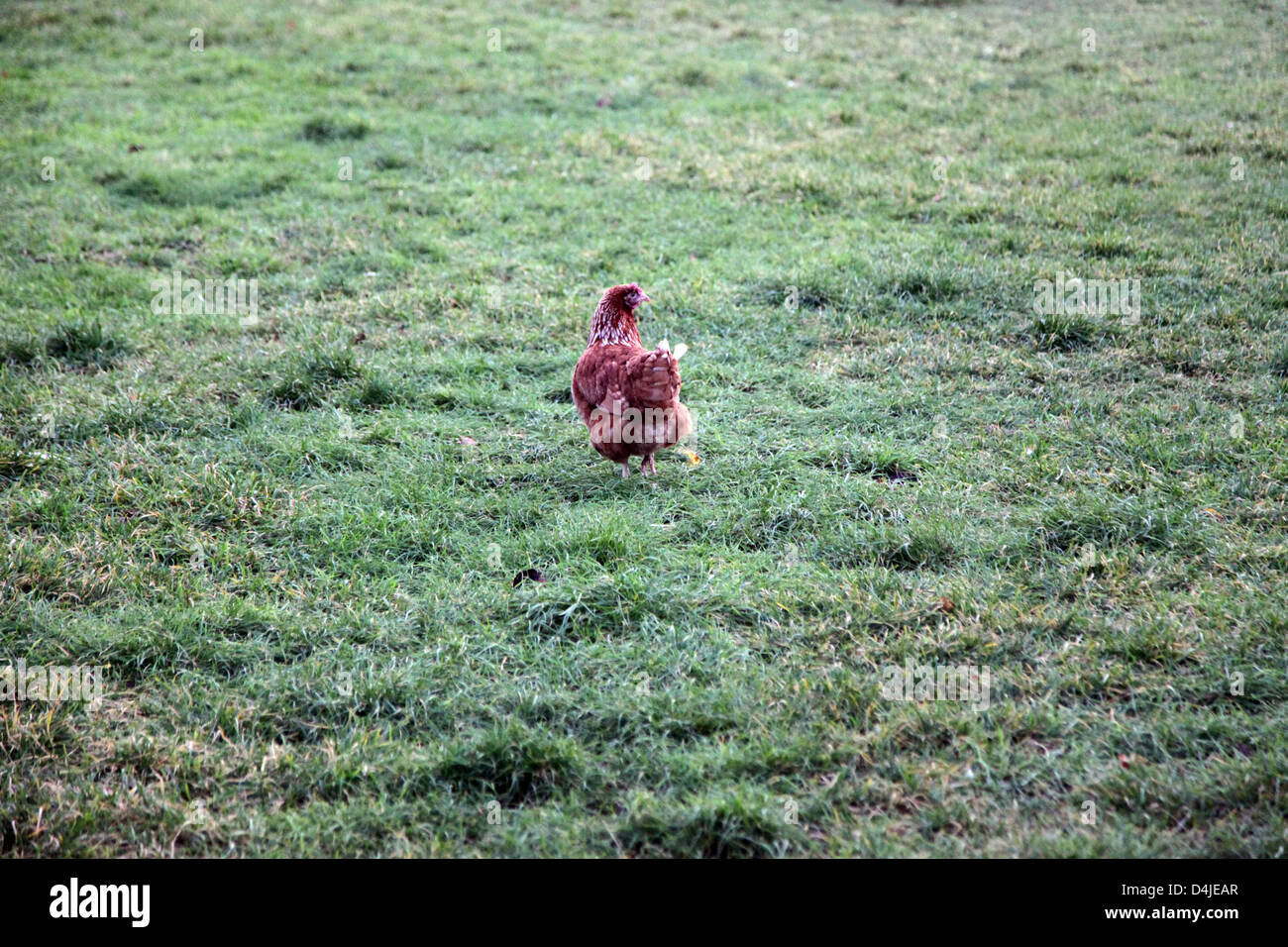 Es ist ein Foto von braune Hühner, die in einem grünen Feld in einer Farm sind. Es ist ein Hof oder ein Coop. Sie sind in Gruppe zusammen Stockfoto