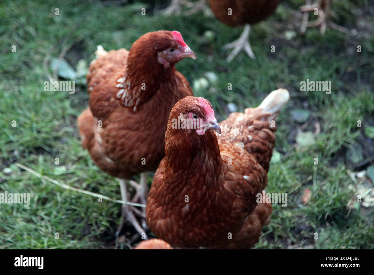 Es ist ein Foto von braune Hühner, die in einem grünen Feld in einer Farm sind. Es ist ein Hof oder ein Coop. Sie sind in Gruppe zusammen Stockfoto