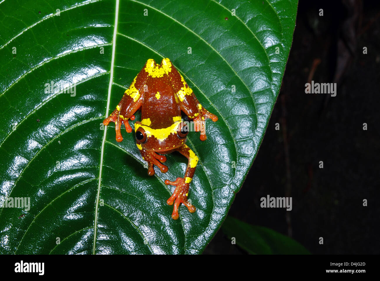 Treefrog (Dendropsophus Sarayacuensis), Manu Learning Centre, Peru Stockfoto