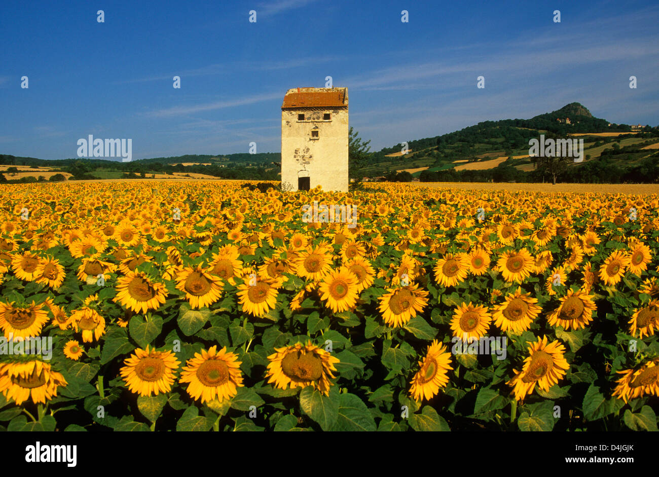 Feld von Sonnenblumen, Auvergne, Frankreich. Stockfoto