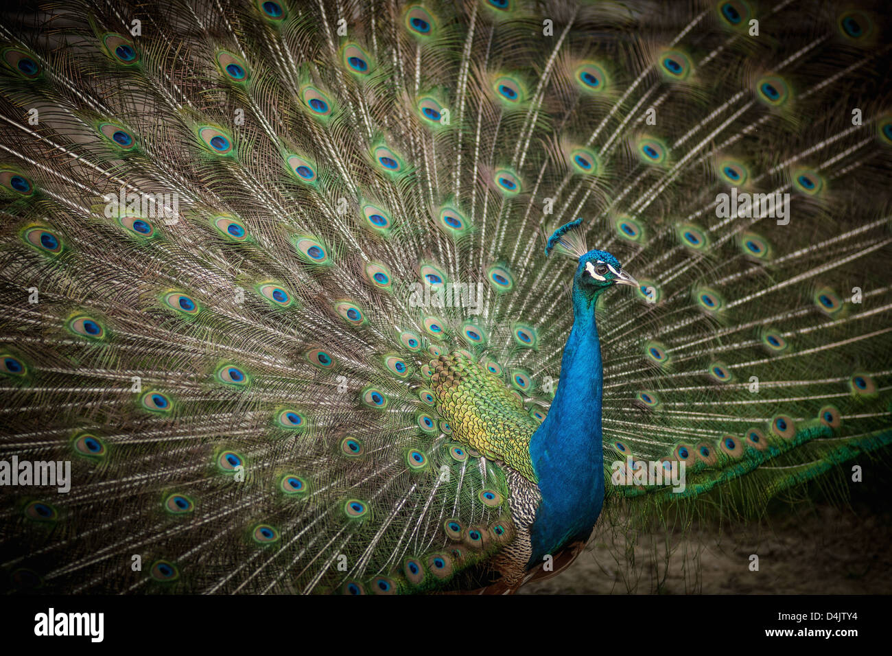 Pfau mit Federn aufgefächert Stockfoto