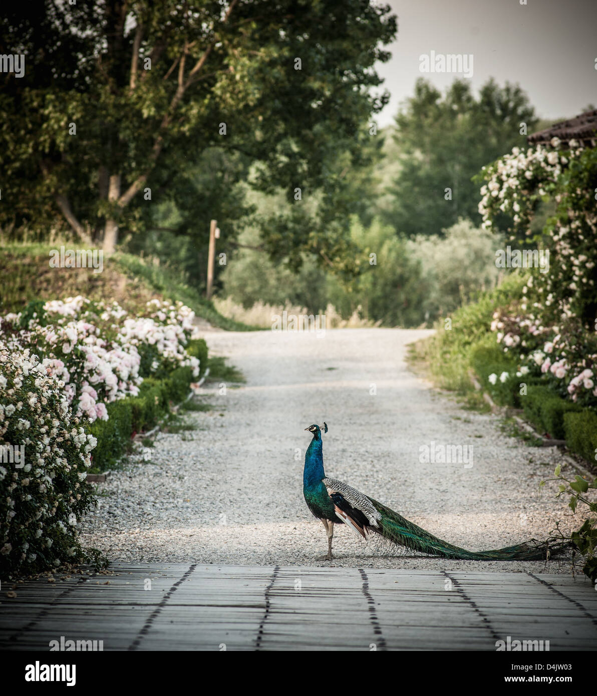 Pfau, die zu Fuß unterwegs im park Stockfoto