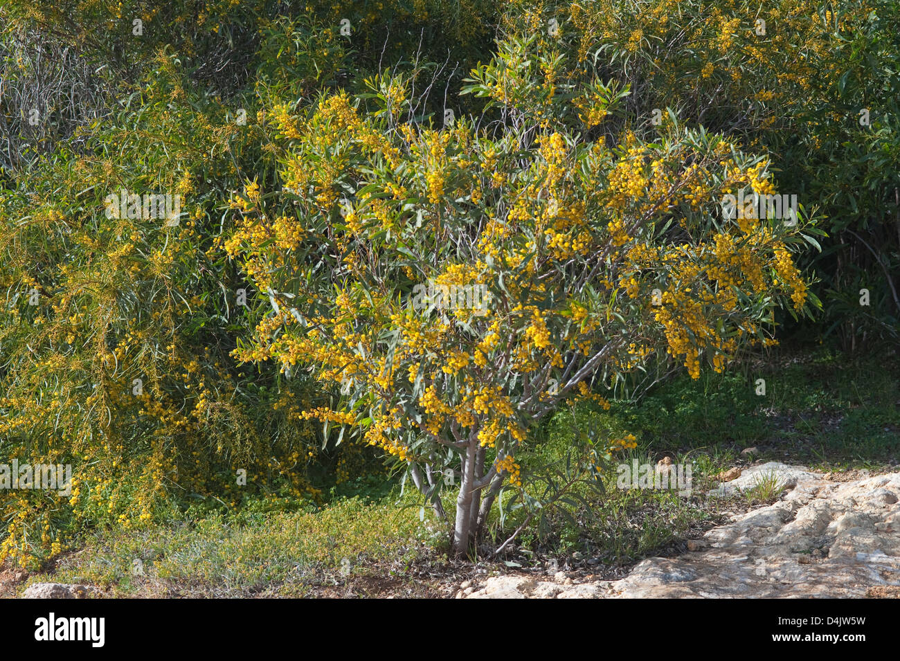 Mimosa (Acacia Saligna) invasive Arten Spaziergang entlang der Küste von Banagil nach PraIa da Marinha Algarve Portugal Europa eingeführt Stockfoto