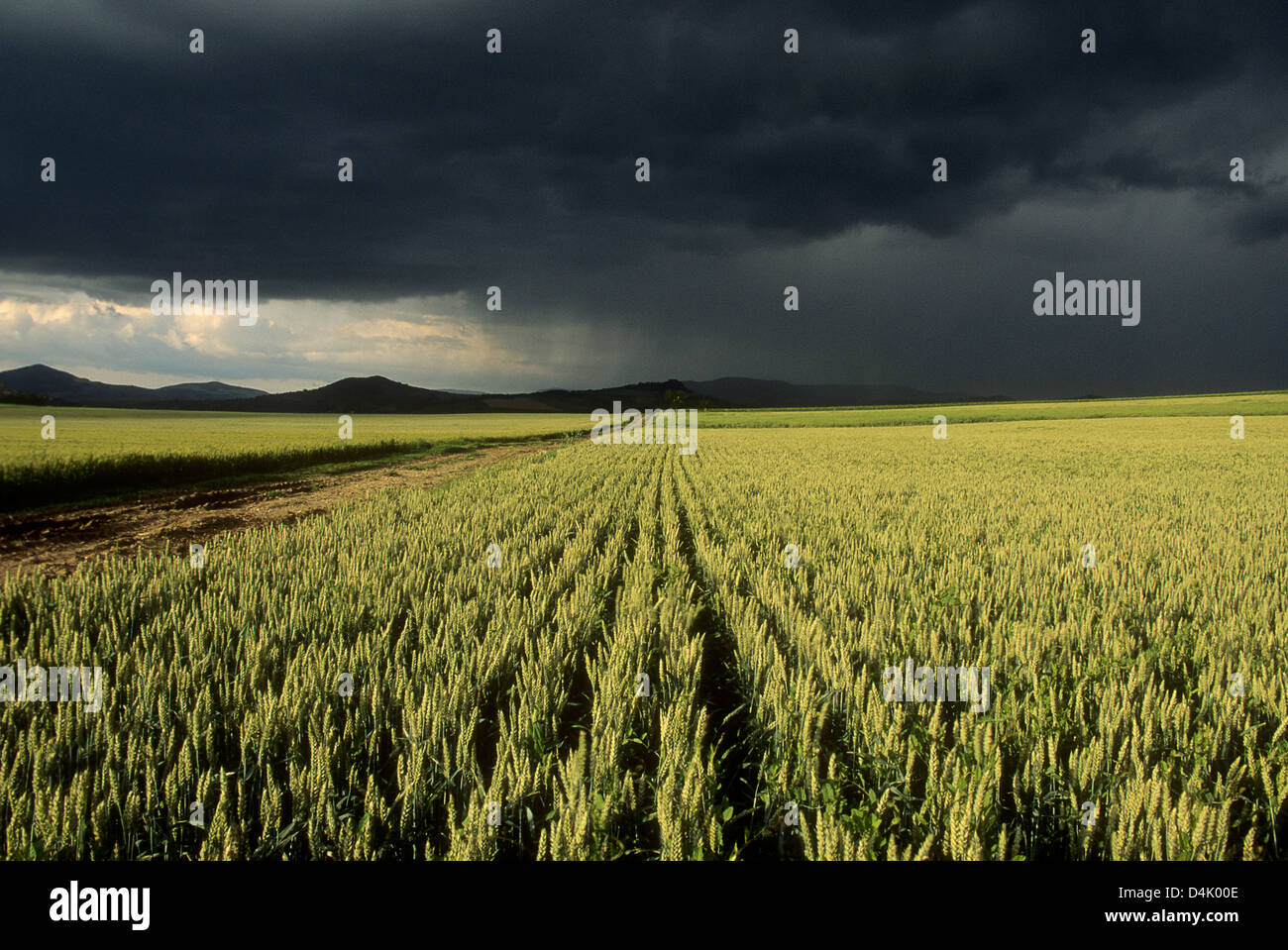Gewitter über Felder Stockfoto