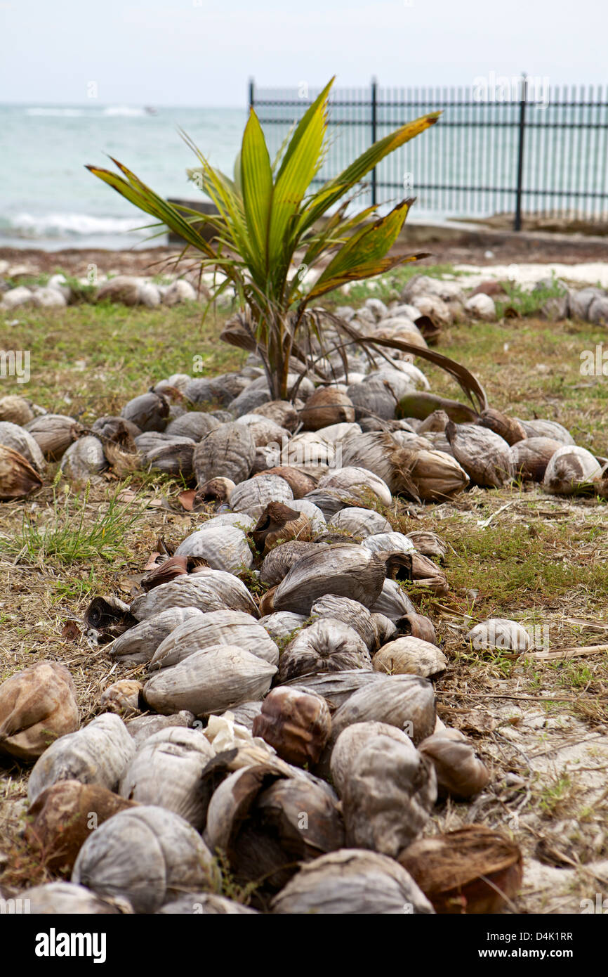 Palme aus einem Haufen von Kokosnüssen sprießen Stockfoto