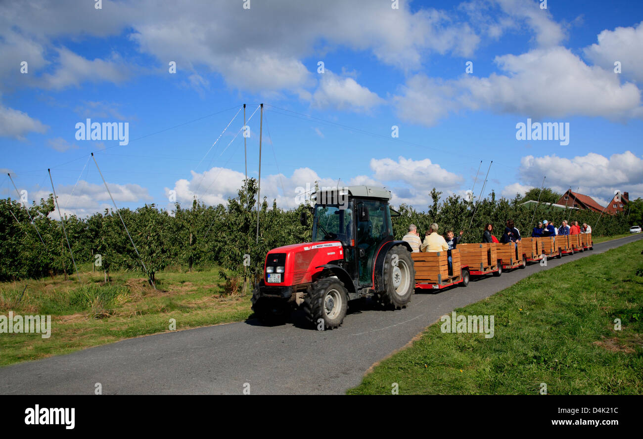 Altes Land, Jork, Rundfahrt durch Obst-Plantage, Niedersachsen, Deutschland, Europa Stockfoto