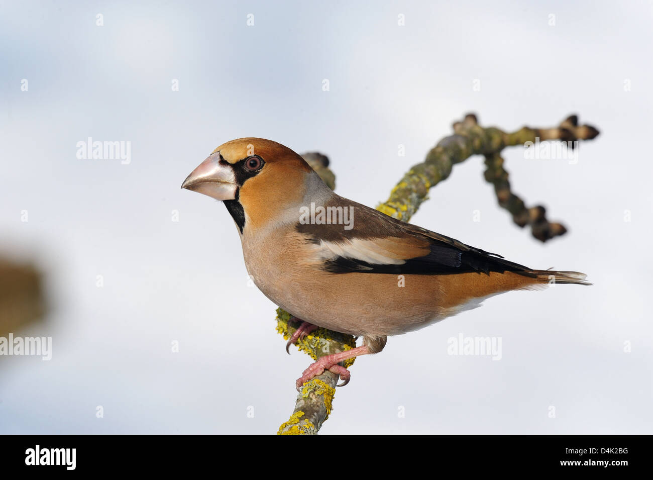 Kernbeißer (Coccothraustes Coccothraustes) Kernbeißer • Ostalbkreis; Baden-Württemberg; Deutschland Stockfoto