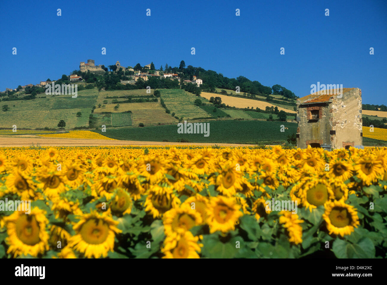 Feld von Sonnenblumen und Scheune / Pigeonniere mit dem Dorf von Chalus, Auvergne, Frankreich hinter Stockfoto
