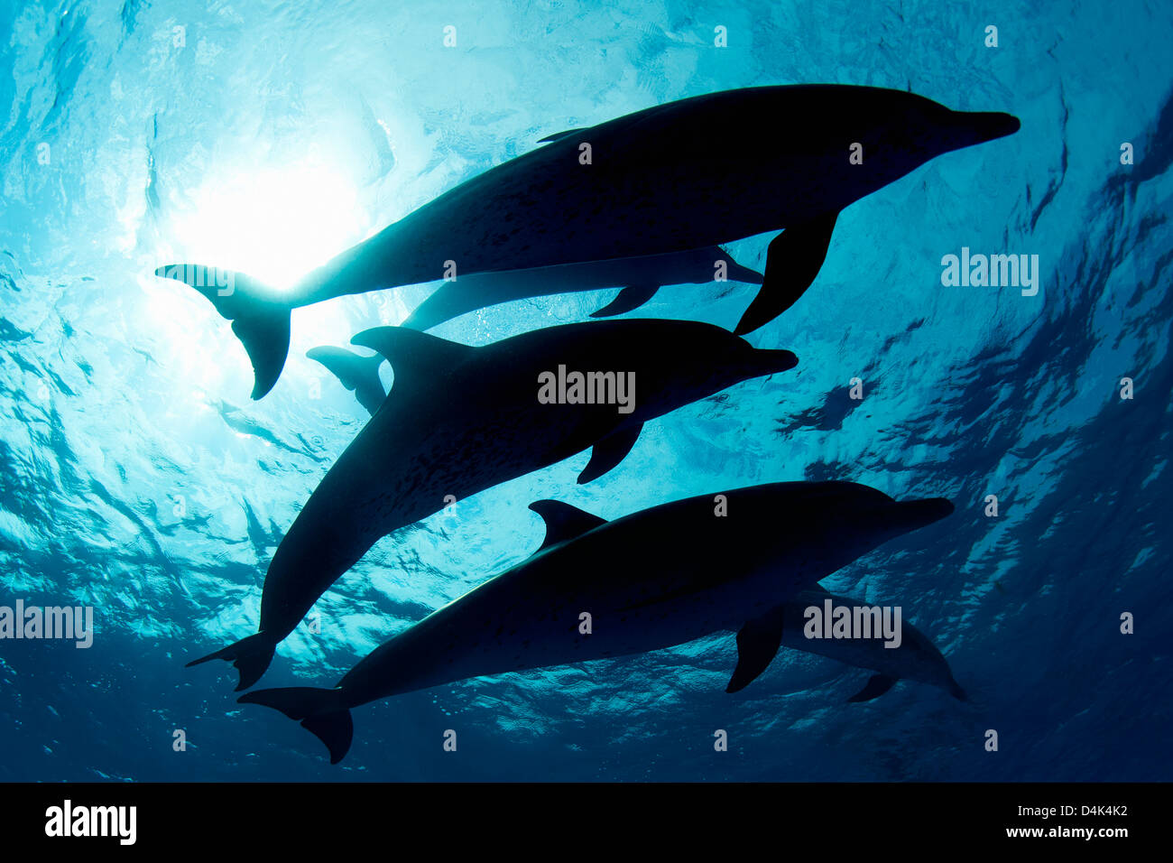 Delfine schwimmen in tropischen Gewässern Stockfoto