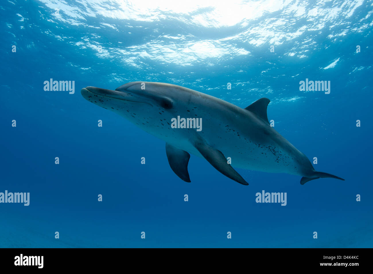 Delphinschwimmen in tropischen Gewässern Stockfoto