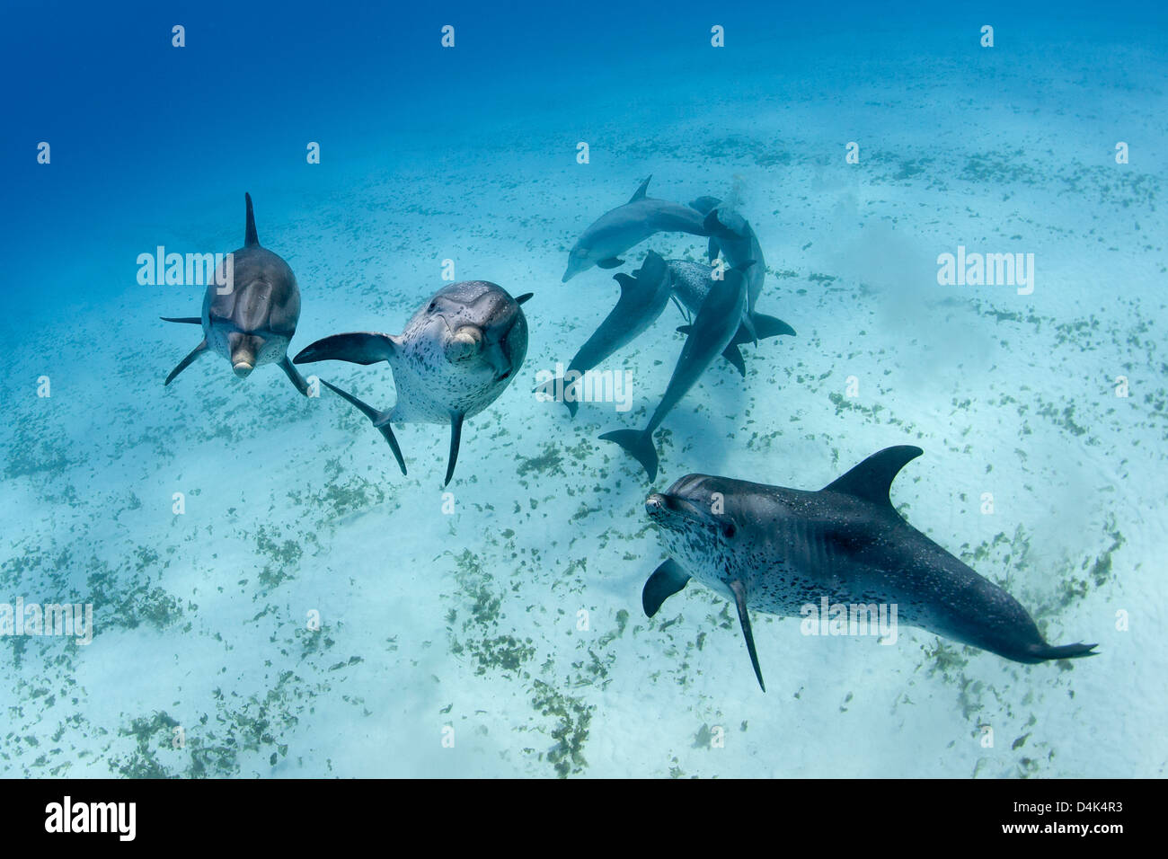 Delfine schwimmen in tropischen Gewässern Stockfoto