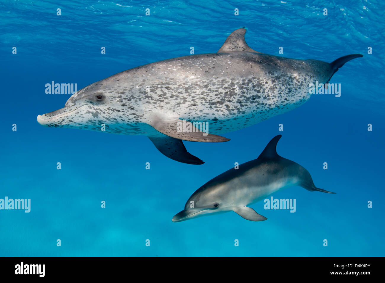 Delfine schwimmen in tropischen Gewässern Stockfoto