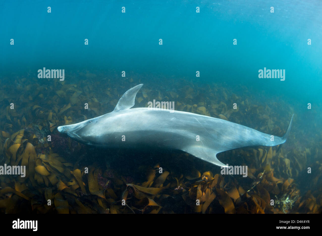 Delphinschwimmen in tropischen Gewässern Stockfoto