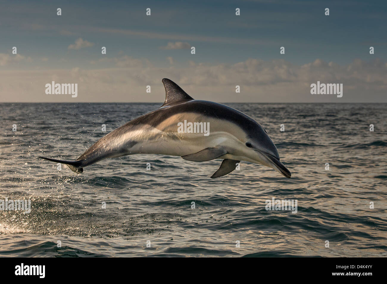 Delphin springen über Wasser Stockfoto