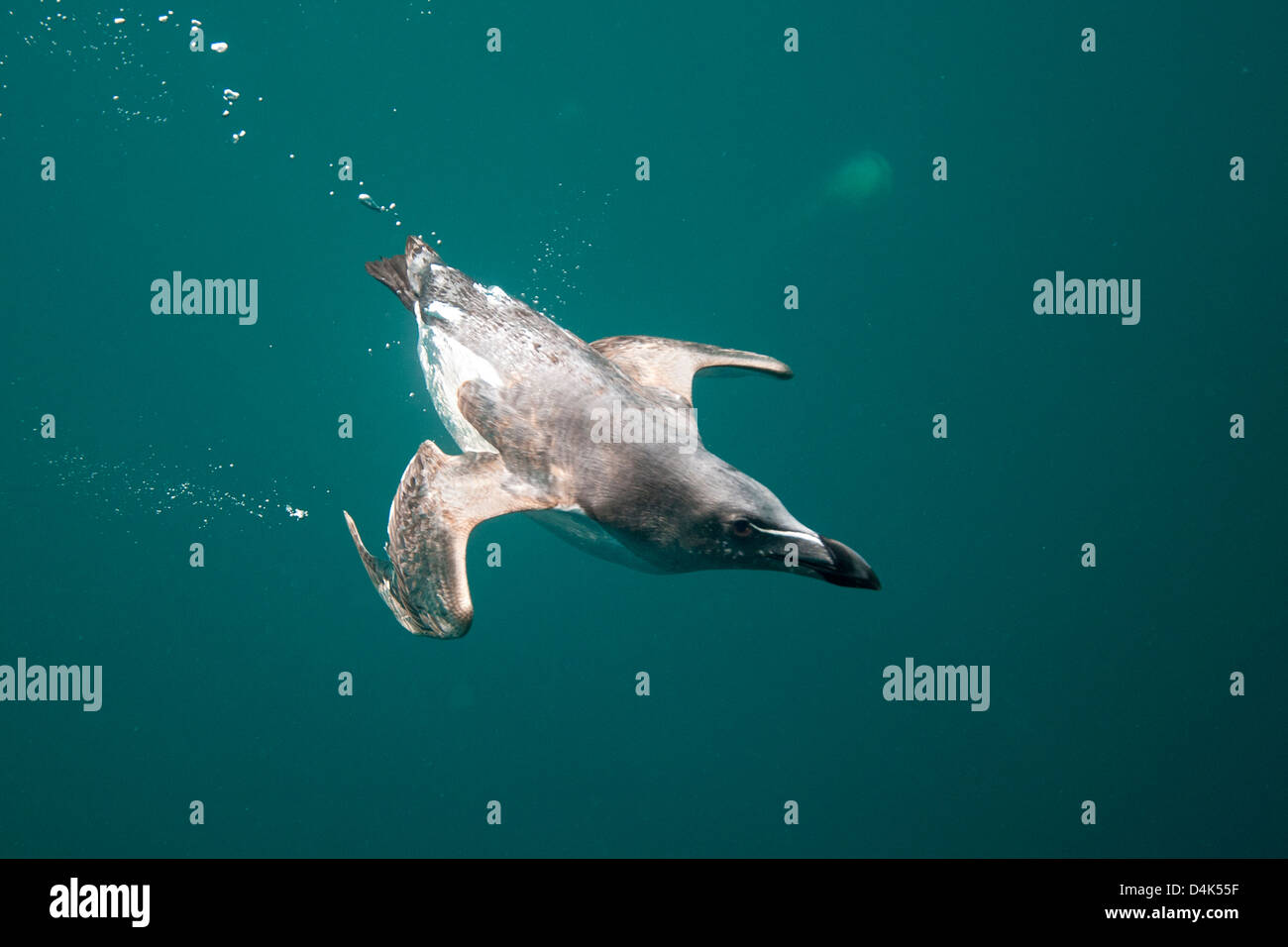 Guillemot Vogel unter Wasser schwimmen Stockfoto